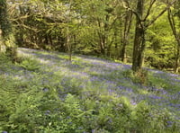 Gardens are opening their gates on Sunday to raise money for charities