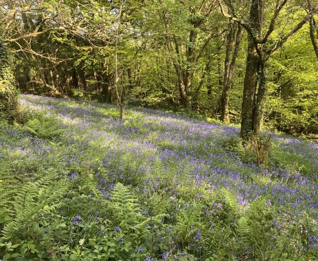 Gardens are opening their gates on Sunday to raise money for charities