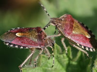 Naturewatch: Are garden 'bugs' friend or foe