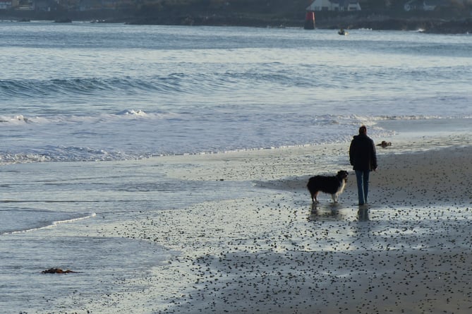 Dog walking on Beach