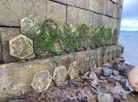 ‘Living Sea Walls’ boost marine life in harbours across Cornwall