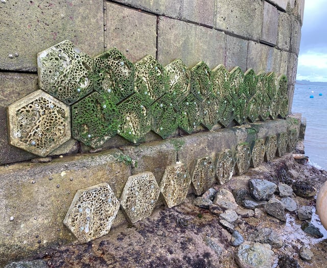 ‘Living Sea Walls’ boost marine life in harbours across Cornwall