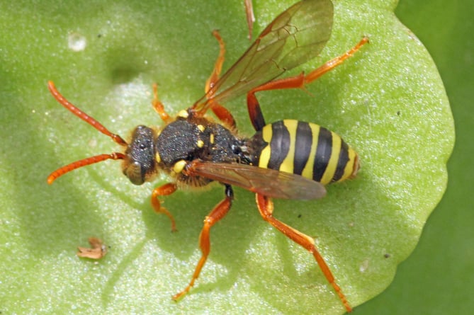Gooden's nomad bee