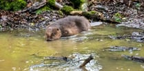 Double blow at tourist attraction as jobs cut and beaver dies