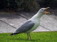 Royal Mail postal deliveries interrupted by aggressive seagulls