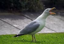 Royal Mail postal deliveries interrupted by aggressive swooping seagulls