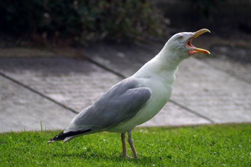 File image of a seagull