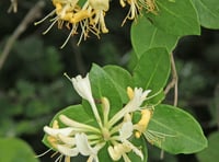 Naturewatch with Ray Roberts: Where has all the honeysuckle gone?