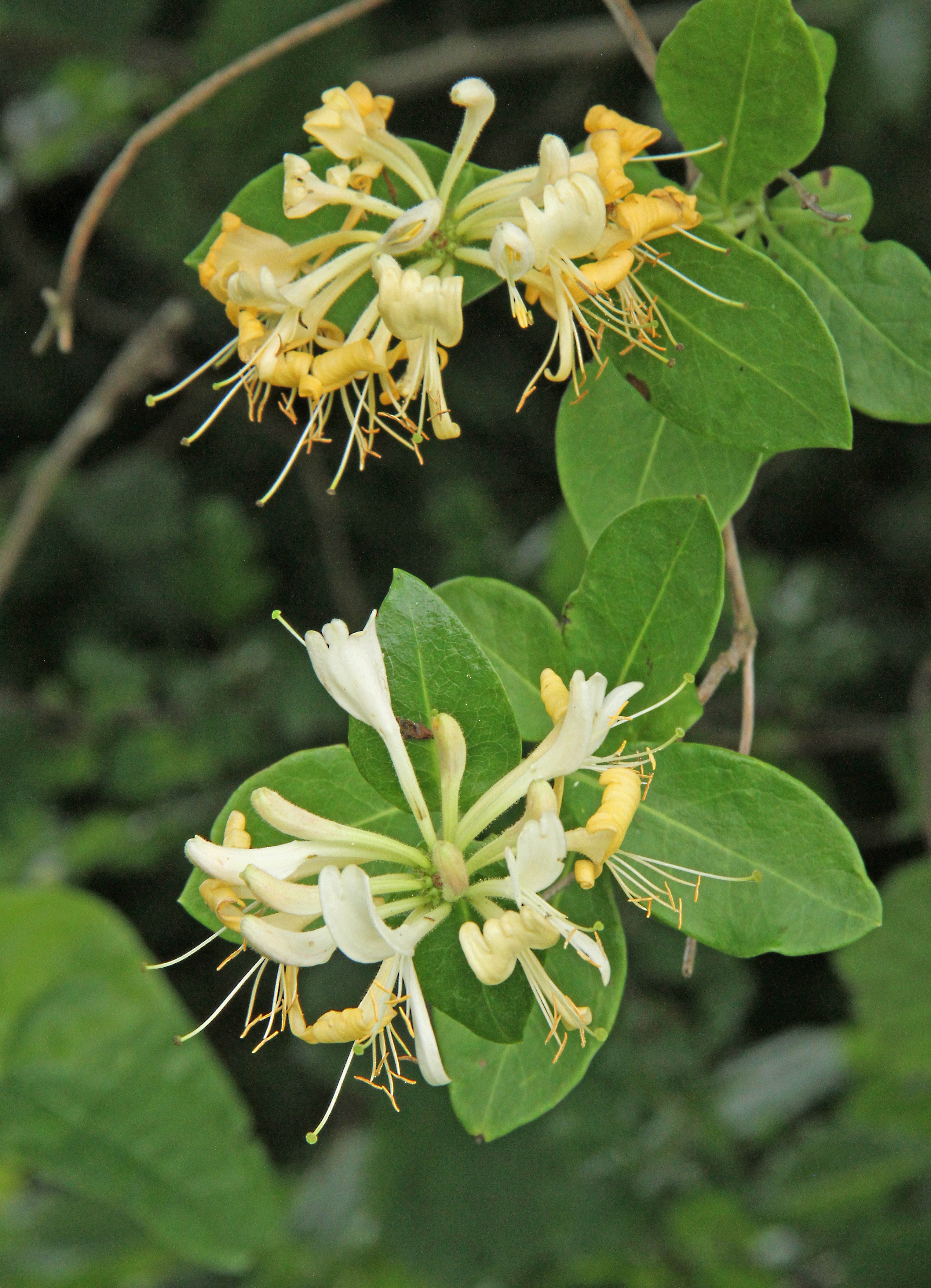 Naturewatch with Ray Roberts: Where has all the honeysuckle gone ...