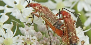 Naturewatch with Ray Roberts