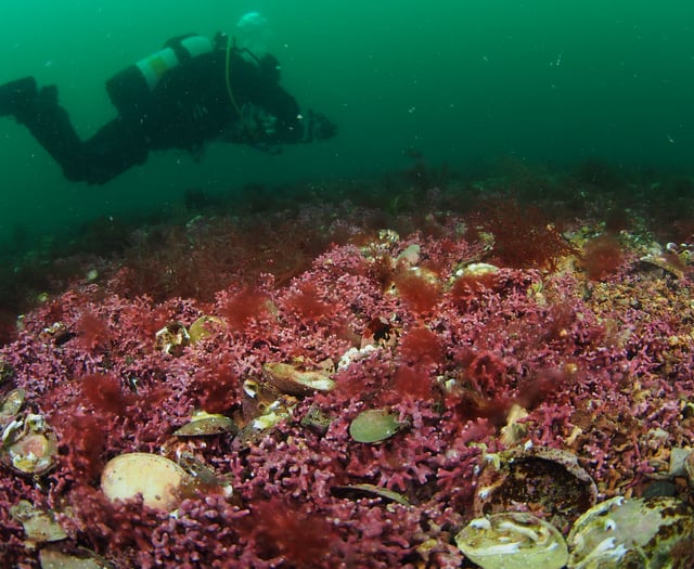 Cornwall's most ambitious rewilding project unveiled