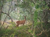 Major new wildlife project unveiled in county