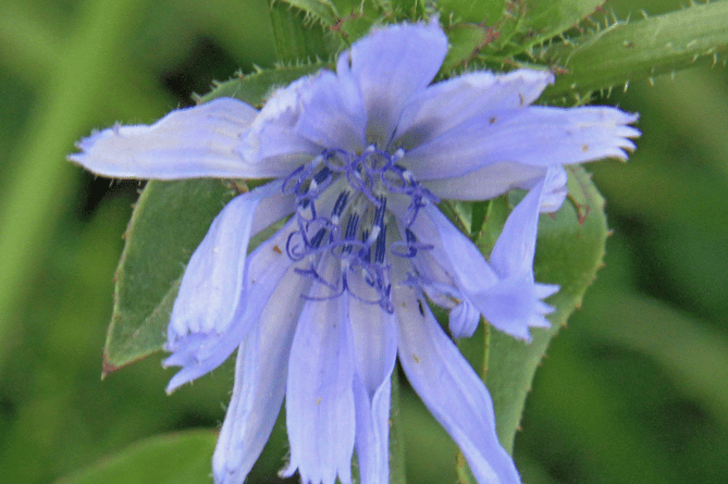 Chicory Bloom (Picture: Ray Roberts)