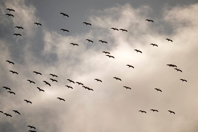 White Storks overhead at Looe Island off Cornwall, August 20 2024. Release date August 28 2024. An 'unbelievable' and 'rare' sighting of over 70 white storks flying over the South West was a 'true delight' for viewers.  Adrian Langdon was one of 20 people on Looe Island, a mile off mainland Cornwall, who spotted the flock of beautiful birds flying overhead on Tuesday (20 August). The wildlife photographer from Wadebridge was taking part in a seal survey as part of a Cornwall Seal Group Research Trust project and after receiving a tip-off, looked up and spotted a 'staggering' sight: 72 white storks in the sky. The birds are believed to have travelled from a rewilding project being carried out in Knepp in West Sussex.