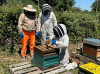 Rescued bees given new homes near the sea