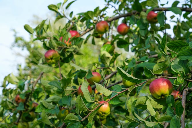 Apples, trees, Autumn, gardening