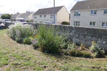 Flowers planted in Cornish towns create buzzing hubs for pollinators