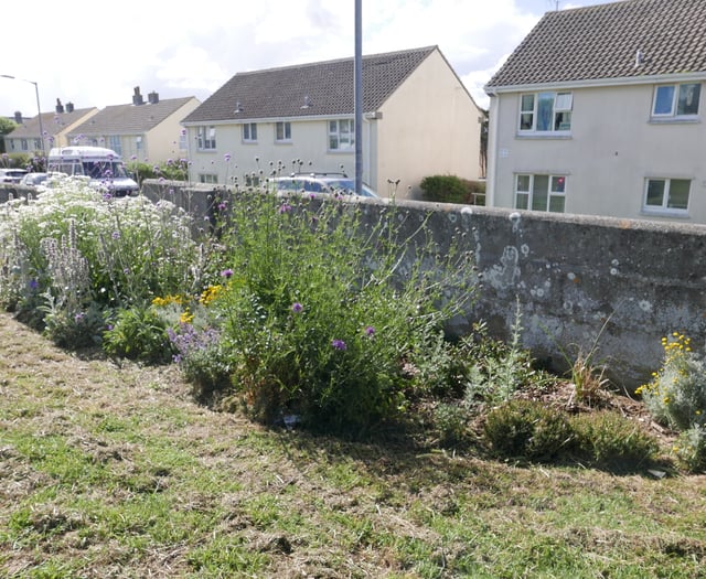 Flowers planted in Cornish towns create buzzing hubs for pollinators