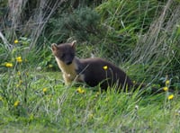 Pine martins return to Dartmoor