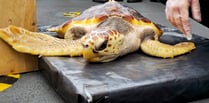 Royal Navy returns rare turtles to original habitat