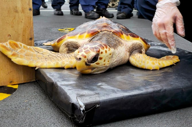 Six rare turtles have been returned to their original Atlantic habitat thanks to the Royal Navy. It linked up with two marine life organisations to deliver half a dozen loggerhead turtles to warmer waters after the creatures were washed up on the UK shores and nurtured back to health. Crew of HMS Medway released the vulnerable creatures off the Azores as the patrol ship heads towards the Caribbean.