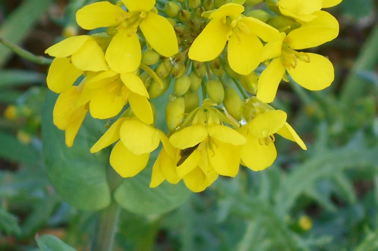 Rape flowers