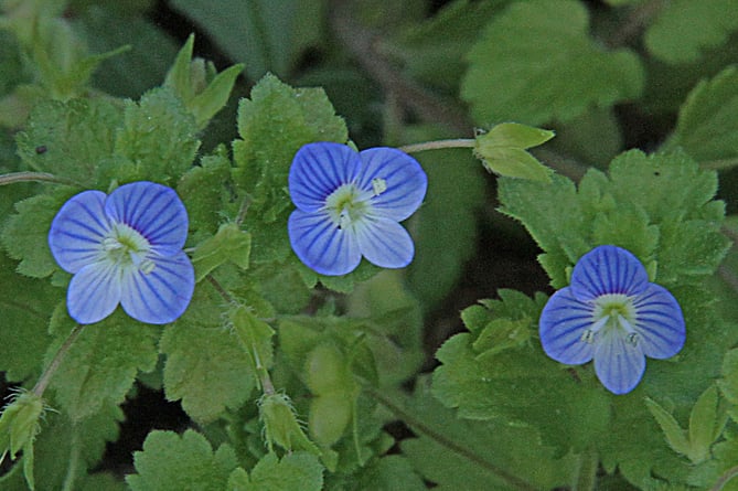 Germander speedwell