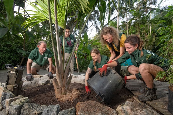 Photographs by Emily Whitfield-Wicks
Rare species of palm,  Rainforest Biome.   Eden Project.