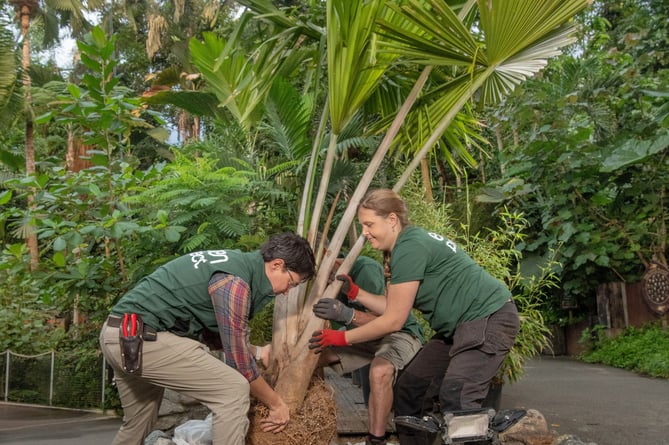 Photographs by Emily Whitfield-Wicks
Rare species of palm,  Rainforest Biome.   Eden Project.