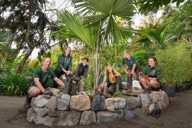 Photographs by Emily Whitfield-Wicks
Rare species of palm,  Rainforest Biome.   Eden Project.