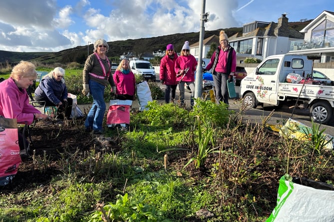 Volunteers from Looe in Bloom braved the wintry conditions to work on the rose beds at Hannafore