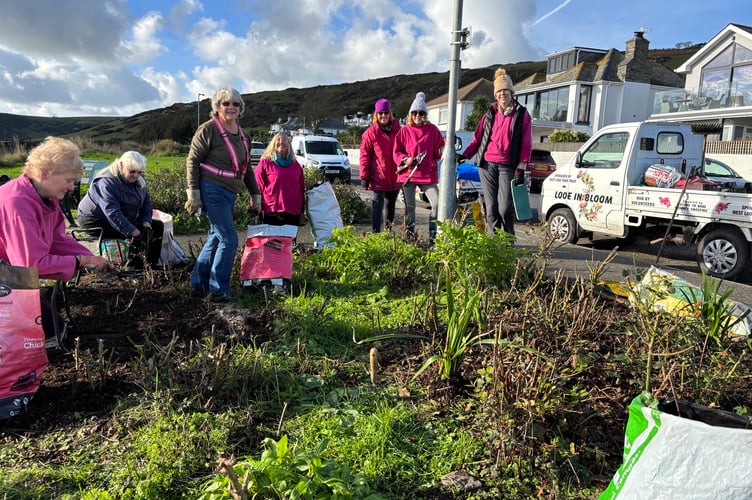 Volunteers from Looe in Bloom braved the wintry conditions to work on the rose beds at Hannafore