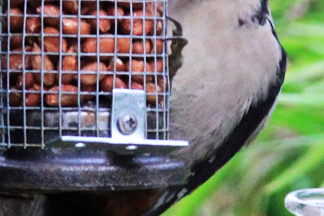 Great spotted woodpecker