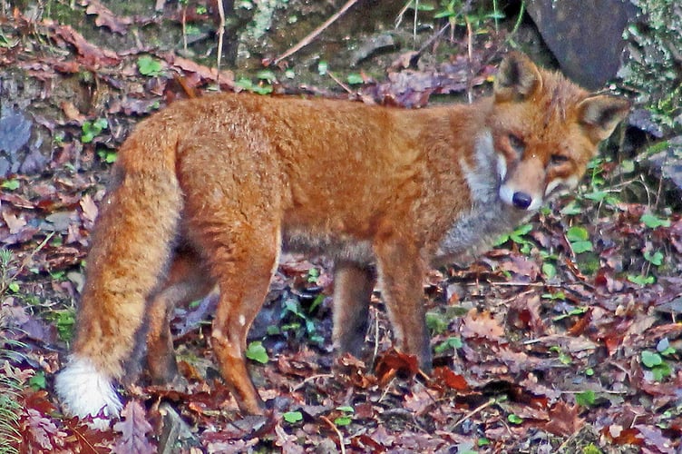 Reynard the fox