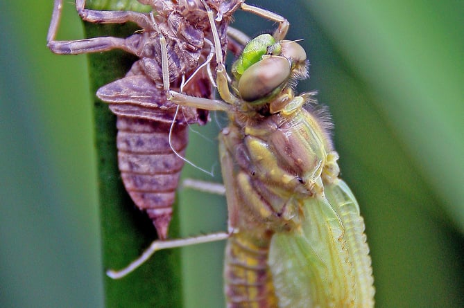 Dragonfly emerging from larva body