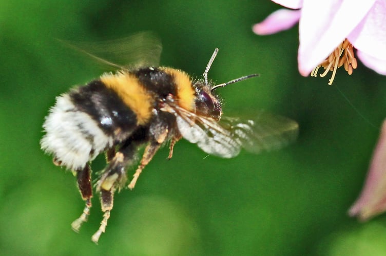 Buff-tailed bumble bee