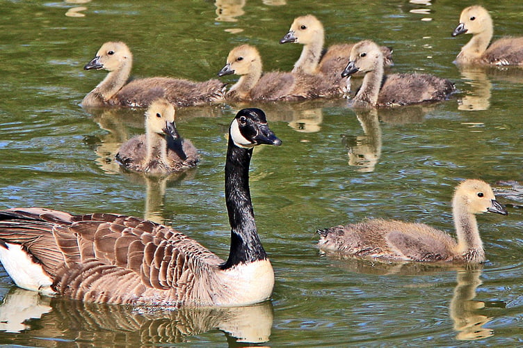 Canada goose with goslings