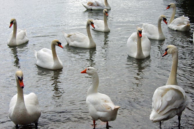 Goose (centre) with swans