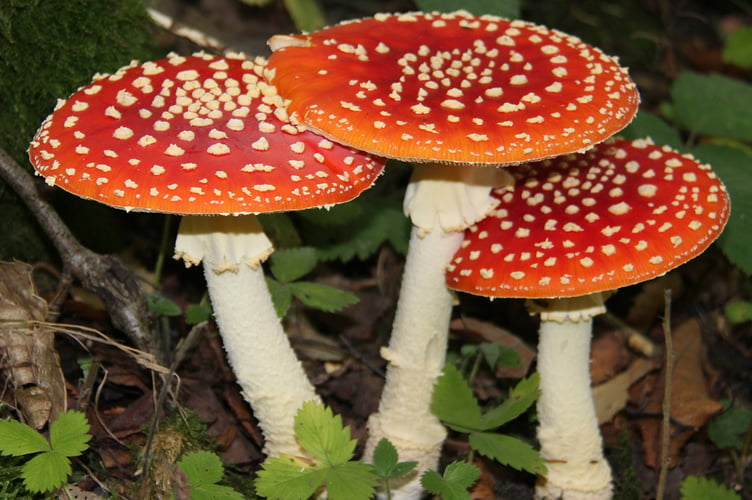 Fly agaric