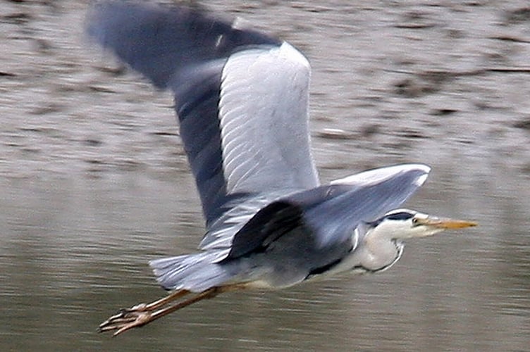 Heron flying by