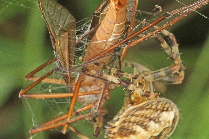 Spider with giant cranefly