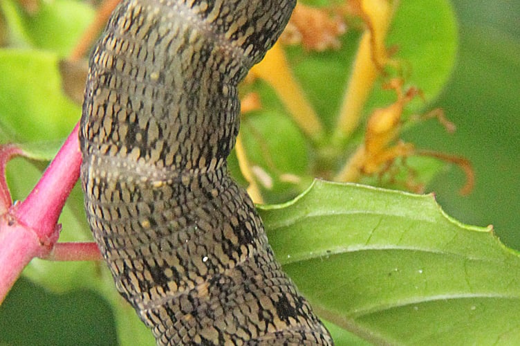 Elephant Hawk moth caterpillar