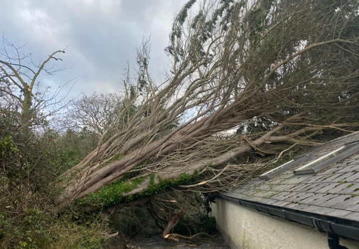 A Fallen tree in Poughill (Picture: Jason Turner)