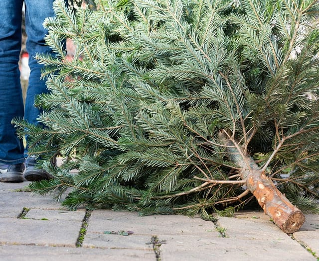 Christmas tree collection service to boost cricket club funds