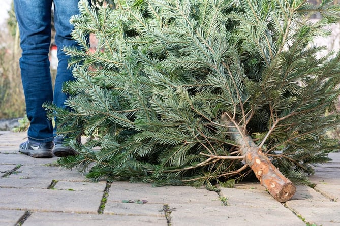 Saltash Cricket Club will be doing a fundraising Christmas Tree collection service on Sunday, January 5