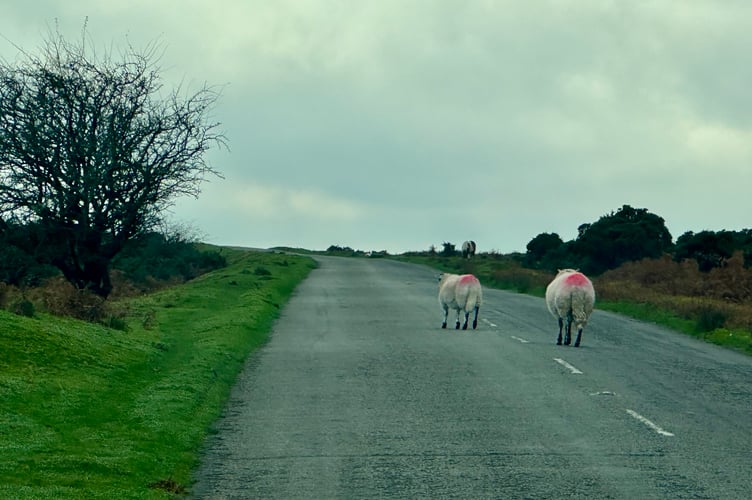 Sharing the road from Minions with the sheep.