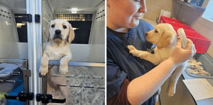 First guide dog puppy of 2025 arrives in South West 