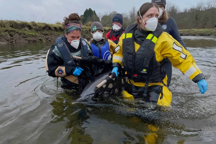 Specially trained Marine Mammal medics and vets from the British Divers Marine Life Rescue team deal with the stranded common dolphin in the River Fowey