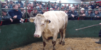 Hallworthy Livestock Market Report: Thursday, January 23