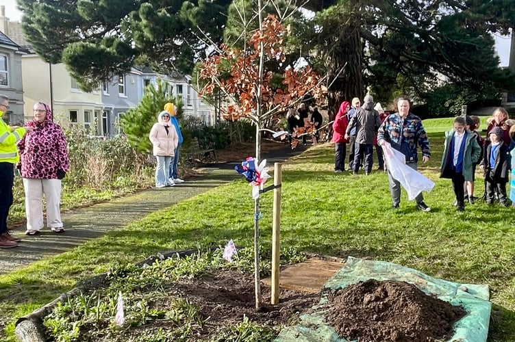 The King's Oak was planted in the Saltash Environmental Action flower bed in Victoria Gardens. (Picture: Cornish Times)